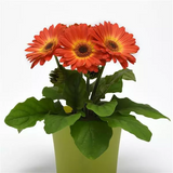 Гербера ColorBloom Bicolor Orange Yellow pro-ColorBloomBicolorOrangeYellow-100 фото