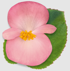 Бегония Big F1 Pink Green Leaf BigPGL фото