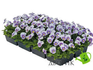 Вiола рогата Admire F1 Lavender Pink Face pro-AdmireLaPF-1000 фото