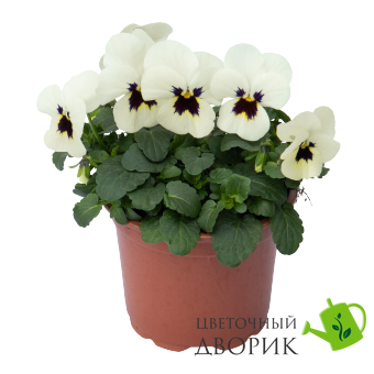 Віола рогатая Admire F1 Ivory Blotch  pro-viorogadmf1ivoblonew202-1000 фото