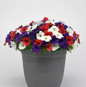 Петунія E3 Easy Wave F1 Red White and Blue Mixture pro-E3EasyRed WhiteandBlueMixture-100 фото