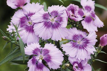 Гвоздика Diana Lavender Picotee pro-gvodialavpic-1000 фото