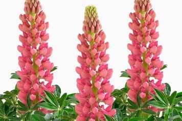Люпин Lupini Red Shades LupiniRedShades фото