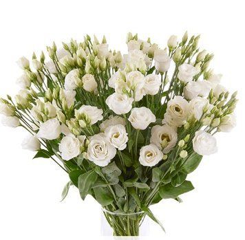 Эустома Rosita 3 Pure White IV pro-rosita3purewhiteIV-1000 фото
