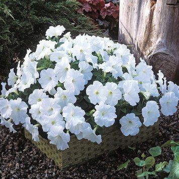 Петунія Trilogy F1 White TrilogyWhite фото