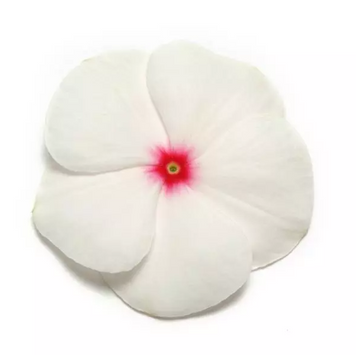Вінка Pacifica Polka Dot PacificaPolkaDot фото