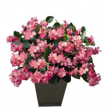 Бегонiя Big F1 Pink Green Leaf BigPGL фото