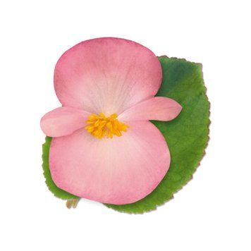 Бегонiя Big F1 Pink Green Leaf BigPGL фото