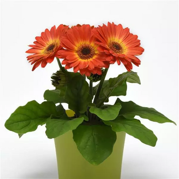 Гербера ColorBloom Bicolor Orange Yellow pro-ColorBloomBicolorOrangeYellow-100 фото