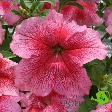 Петуния Prism F1 Strawberry  pro-PrismStrawbSun-1000dr фото