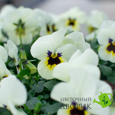Віола рогатая Admire F1 Ivory Blotch  pro-viorogadmf1ivoblonew202-1000 фото