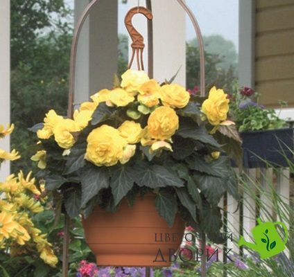 Бегонiя Nonstop Mocca F1 Yellow pro-begnonmocf1yel-500 фото