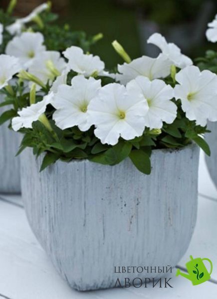 Петунія Trilogy F1 White TrilogyWhite фото