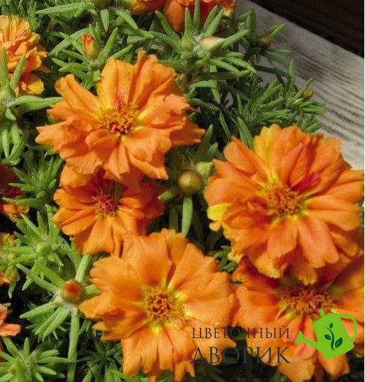 Портулак великоквітковий Sundial Orange pro-SundialOrang-1000 фото