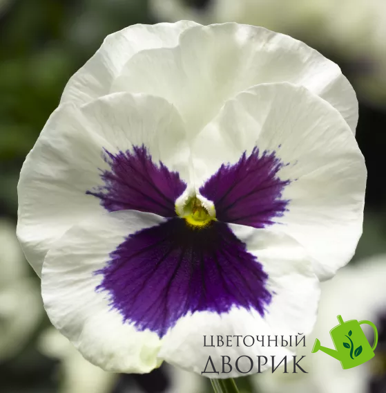 Вiола Delta Pro F1 White with Blotch pro-DeltaWhiteBl-1000 фото