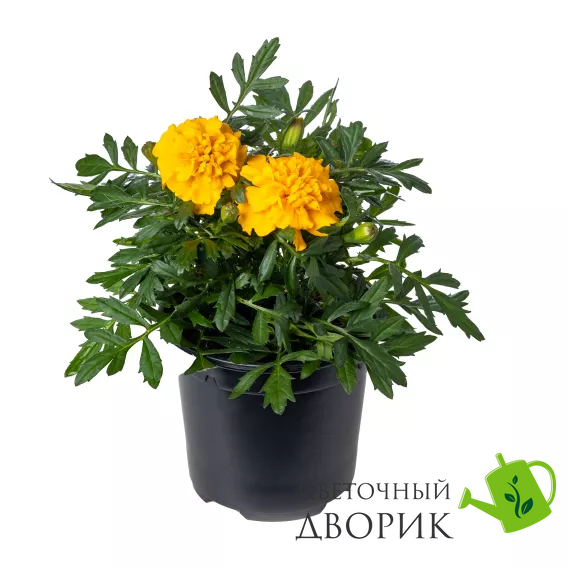 Тагетес Cresta Gold CrestaGold фото
