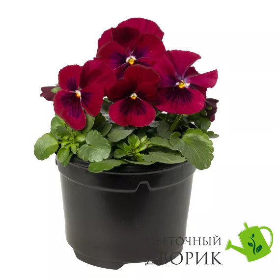 Виола рогатая Penny F1 Rose Blotch pro-PennyRoseBl-1000 фото
