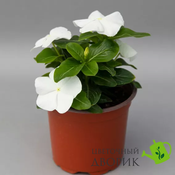 Винка SunJewels White pro-vinsunwhi-1000 фото