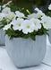 Петунія Trilogy F1 White TrilogyWhite фото 2