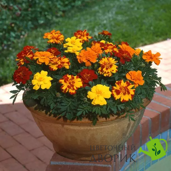 Тагетес Durango Outback Mix pro-tagduroutmix-1000 фото