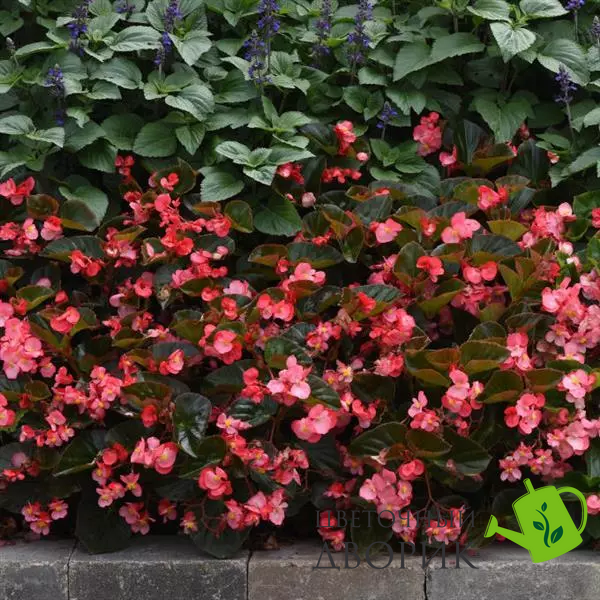 Бегонiя Megawatt Rose Bronze Leaf MegawattRoseBronzeLeaf фото