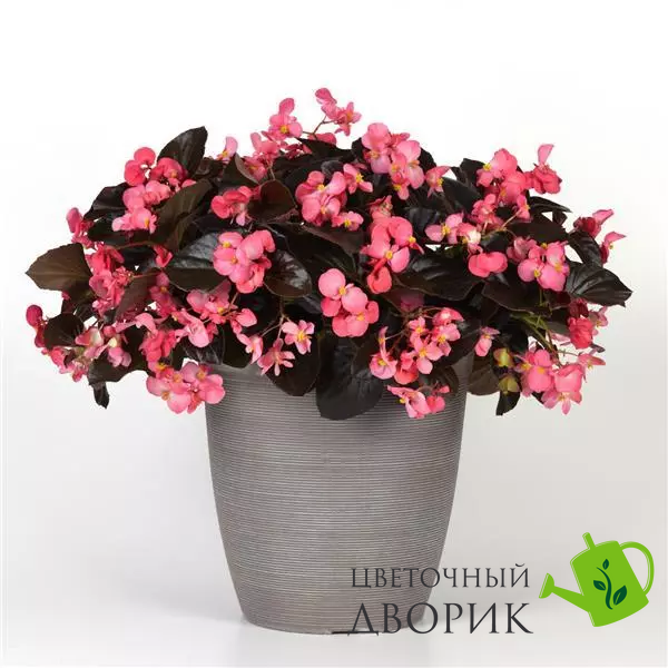 Бегонiя Megawatt Rose Bronze Leaf MegawattRoseBronzeLeaf фото