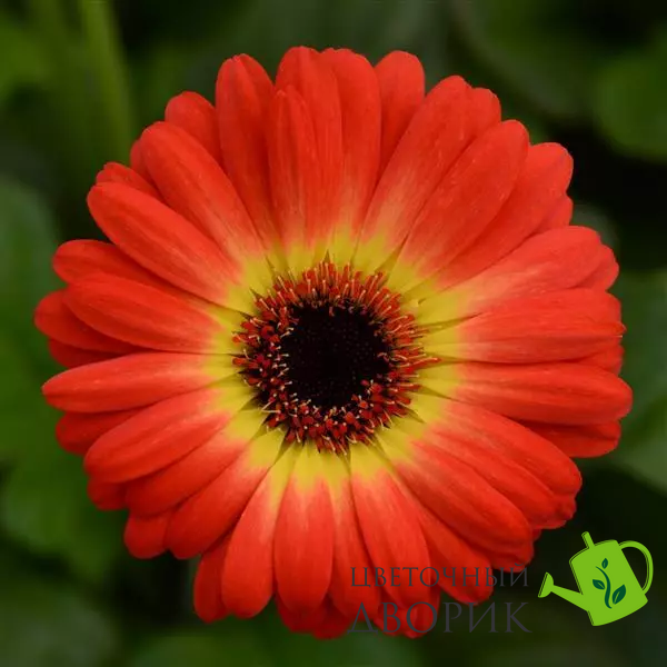 Гербера ColorBloom Bicolor Orange Yellow pro-ColorBloomBicolorOrangeYellow-100 фото