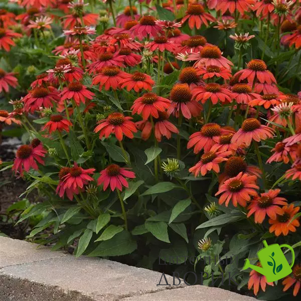 Эхинацея Artisan Red Ombre ArtisanRedOmbre фото