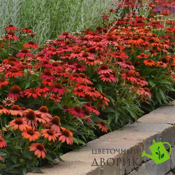 Эхинацея Artisan Red Ombre ArtisanRedOmbre фото