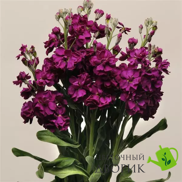 Маттіола Katz Purple pro-matkatpur-1000 фото