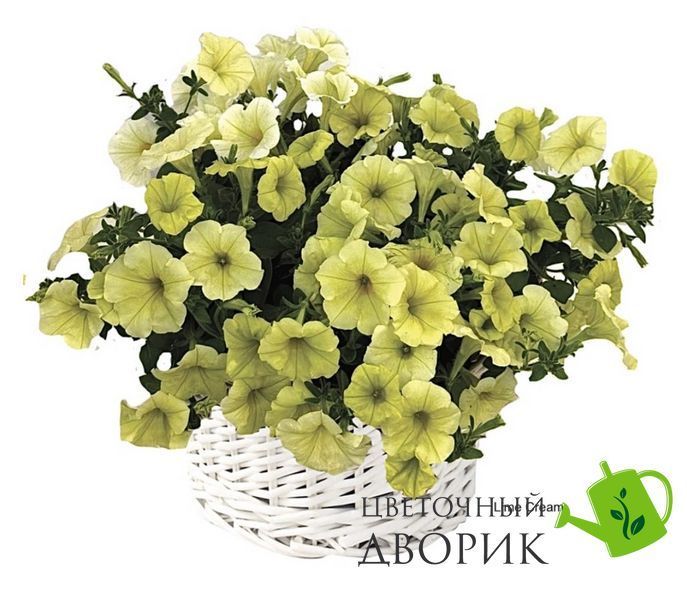 Петунія Pendolino F1 Lime Cream New2026 PendolinoLimeCream-5 фото
