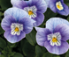Вiола рогата Admire F1 Lavender Pink Face pro-AdmireLaPF-1000 фото 3