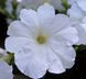 Петунія Trilogy F1 White TrilogyWhite фото 3