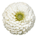 Цинния Oklahoma White pro-OklahomaWhite-1000 фото 1