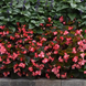 Бегонiя Megawatt Rose Bronze Leaf MegawattRoseBronzeLeaf фото 3