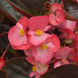 Бегонiя Megawatt Rose Bronze Leaf MegawattRoseBronzeLeaf фото 1