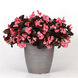 Бегонiя Megawatt Rose Bronze Leaf MegawattRoseBronzeLeaf фото 2