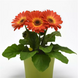 Гербера ColorBloom Bicolor Orange Yellow pro-ColorBloomBicolorOrangeYellow-100 фото 1