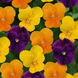 Виола Sorbet XP Harvest Mixture pro-SorbetXPHarvestMixture-1000 фото 1