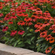 Эхинацея Artisan Red Ombre ArtisanRedOmbre фото 5