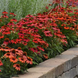 Эхинацея Artisan Red Ombre ArtisanRedOmbre фото 4