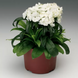 Гвоздика бородатая Barbarini F1 White pro-gvoborbarf1whi-1000 фото 2