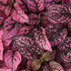 Гипоэстес Splash Select Rose  pro-gipsplselros-1000 фото 2