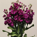 Маттіола Katz Purple pro-matkatpur-1000 фото 2