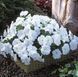 Петунія Trilogy F1 White TrilogyWhite фото 1