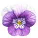 Вiола рогата Admire F1 Lavender Pink Face pro-AdmireLaPF-1000 фото 1