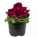 Виола рогатая Penny F1 Rose Blotch pro-PennyRoseBl-1000 фото 2