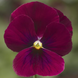 Виола рогатая Penny F1 Rose Blotch pro-PennyRoseBl-1000 фото 1