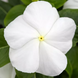 Винка SunJewels White pro-vinsunwhi-1000 фото 1