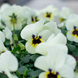 Віола рогатая Admire F1 Ivory Blotch  pro-viorogadmf1ivoblonew202-1000 фото 3
